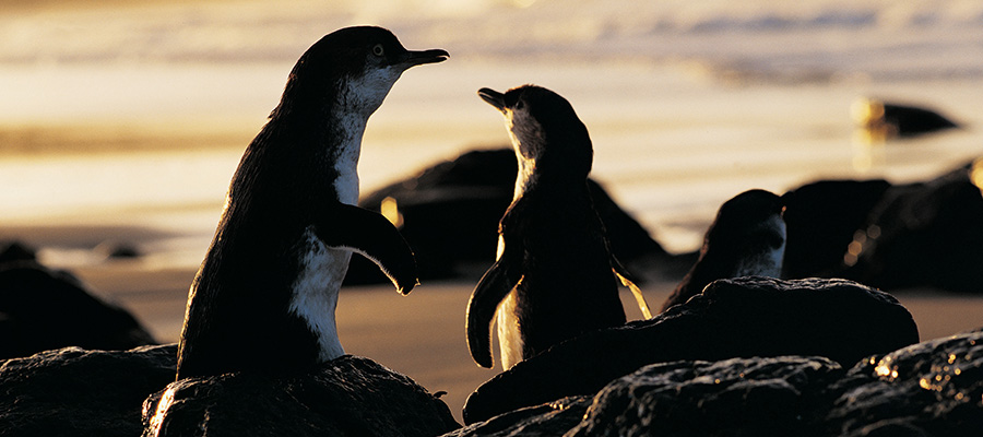 Phillip island Travel Guide